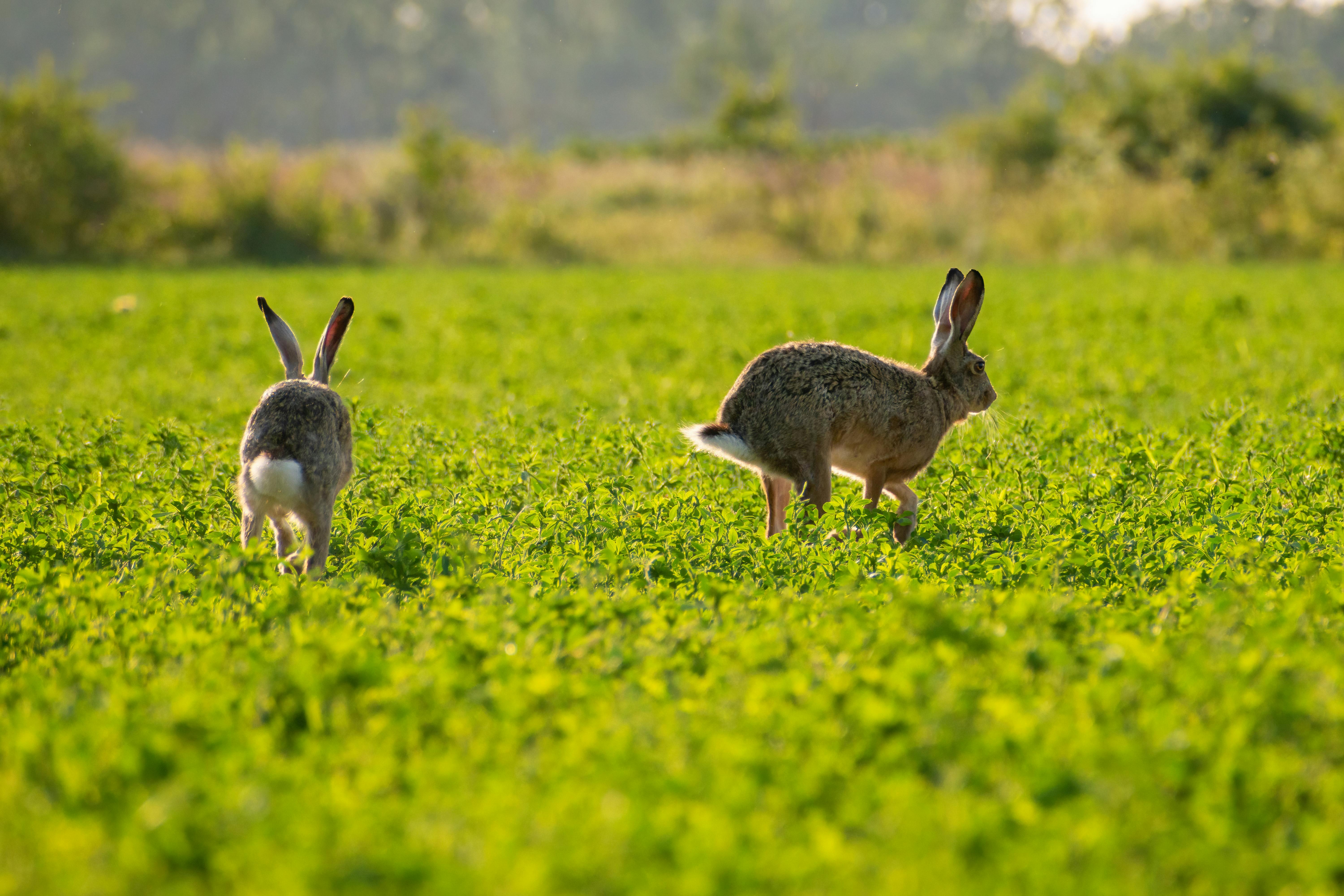 Smart Ways to Enjoy Rabbit Watch Together in 2025