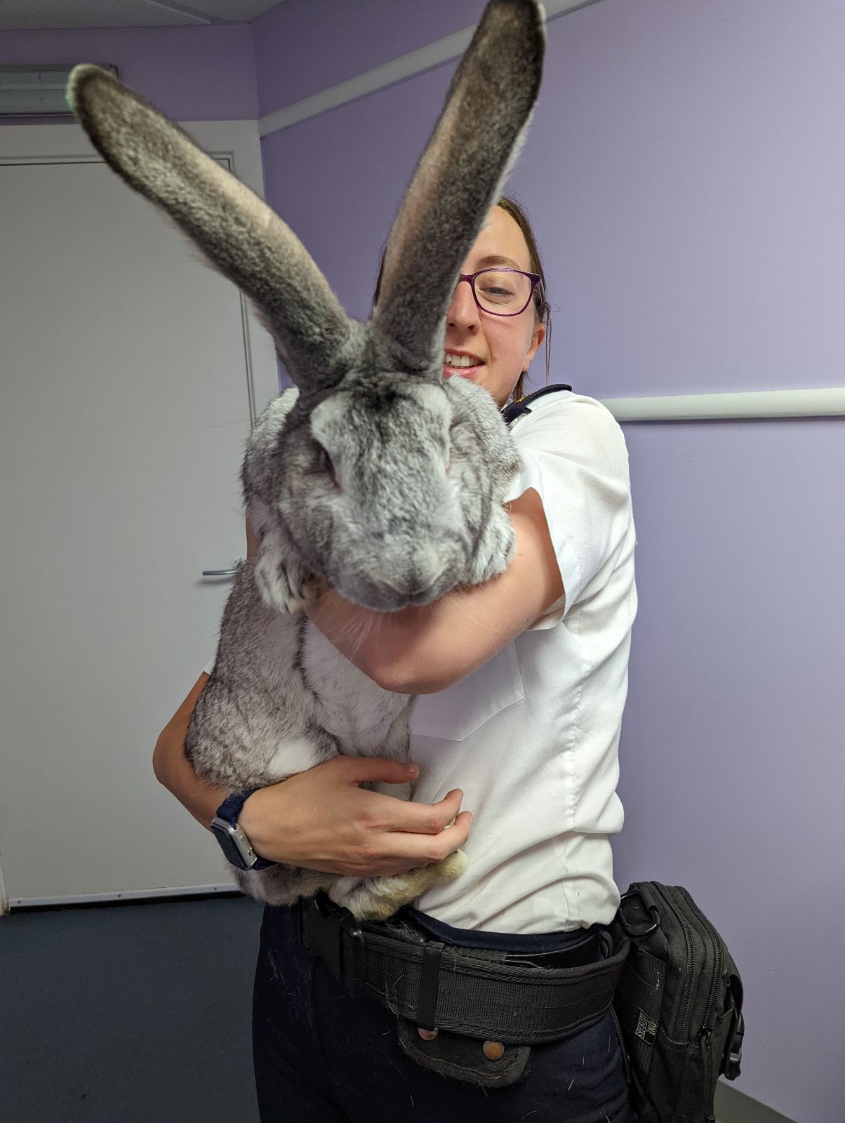 Giant Flemish Rabbit