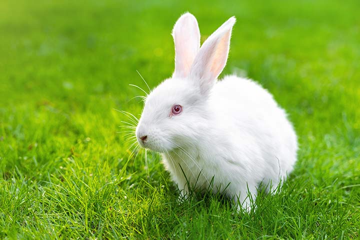 New Zealand Rabbit