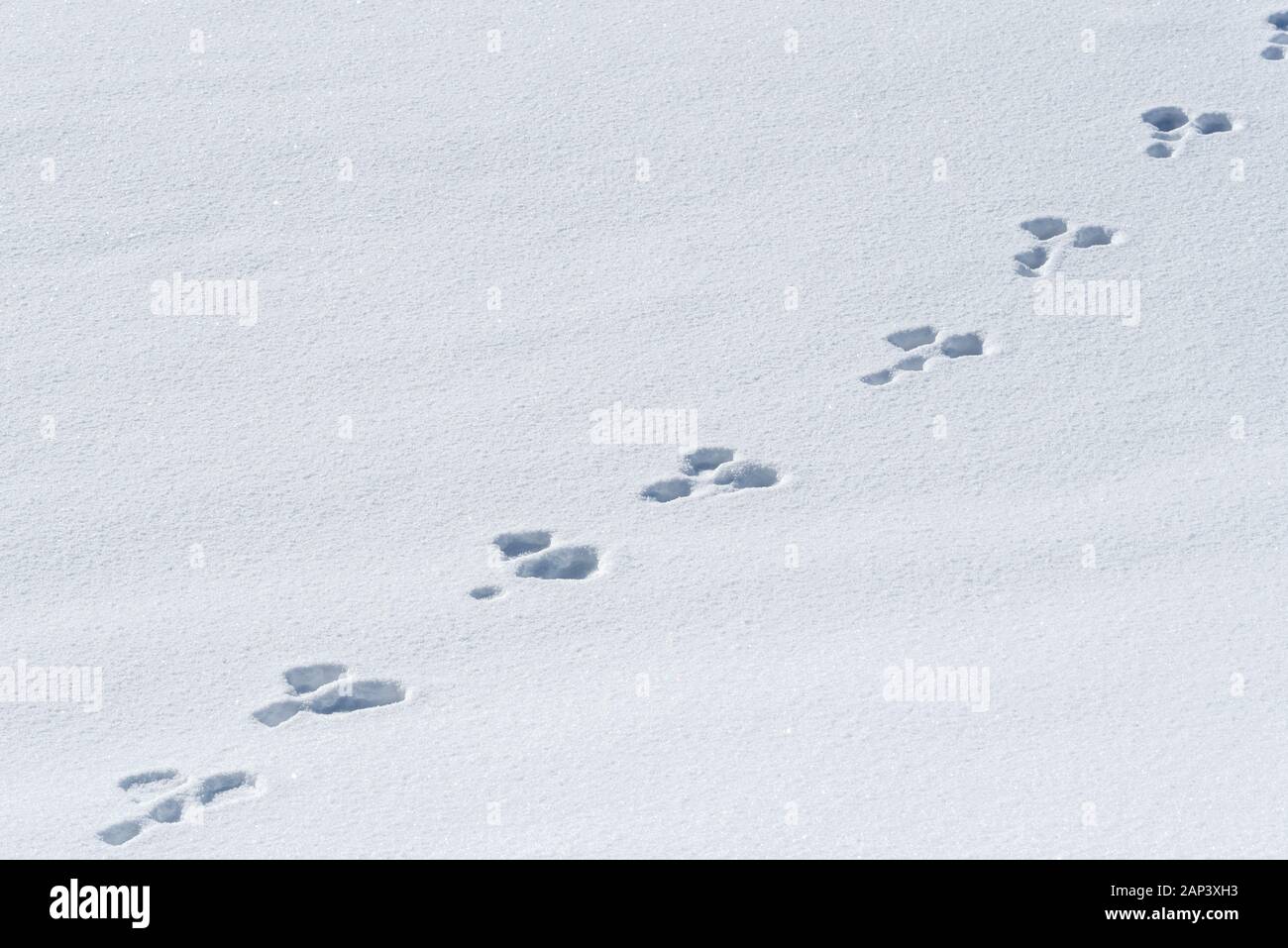 Rabbit tracks in snow