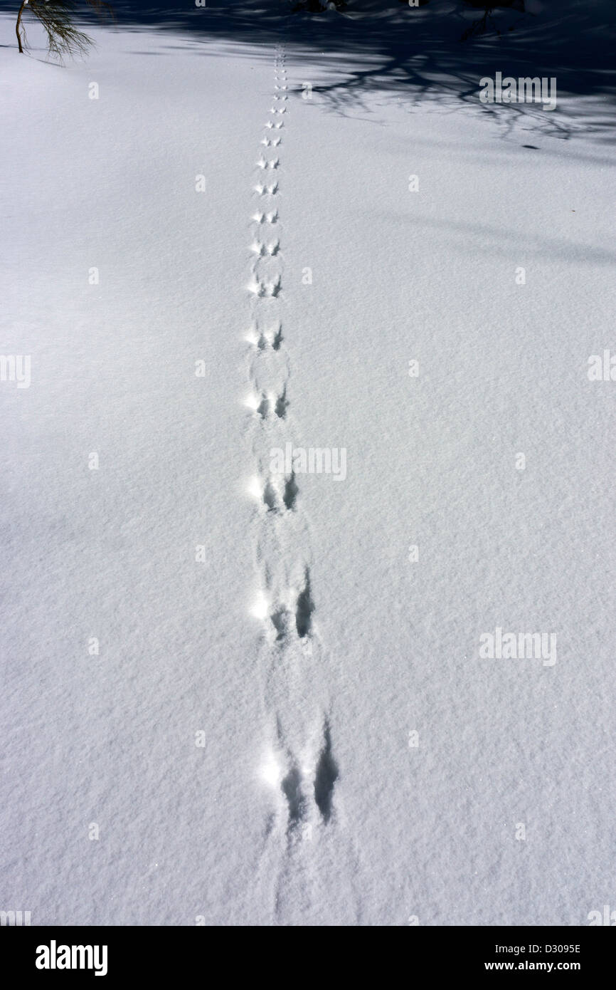 Rabbit footprints in winter