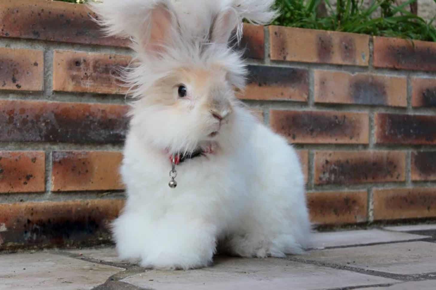 Fluffy English Angora Rabbit