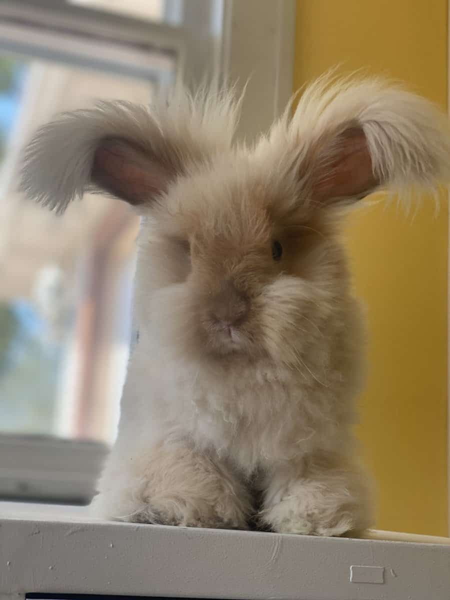 Cute English Angora Rabbit