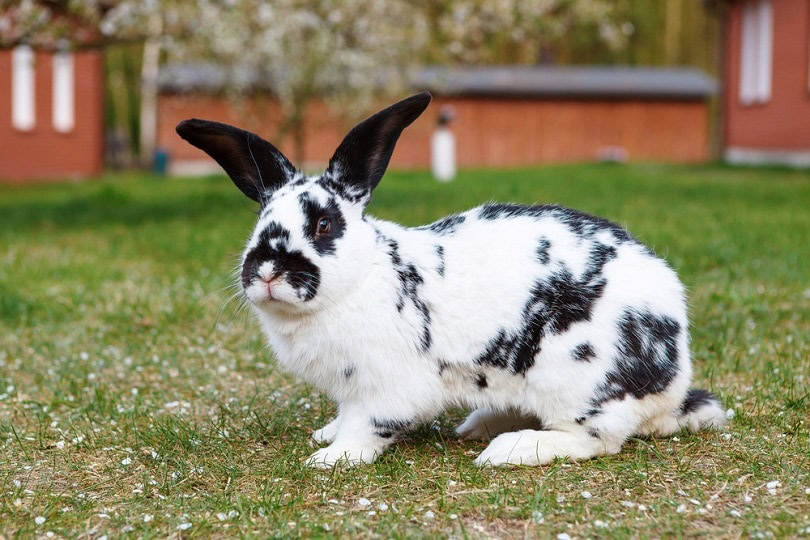 Checkered Giant Rabbit