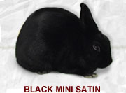 Mini Satin Rabbit