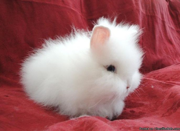 Lionhead Rabbit