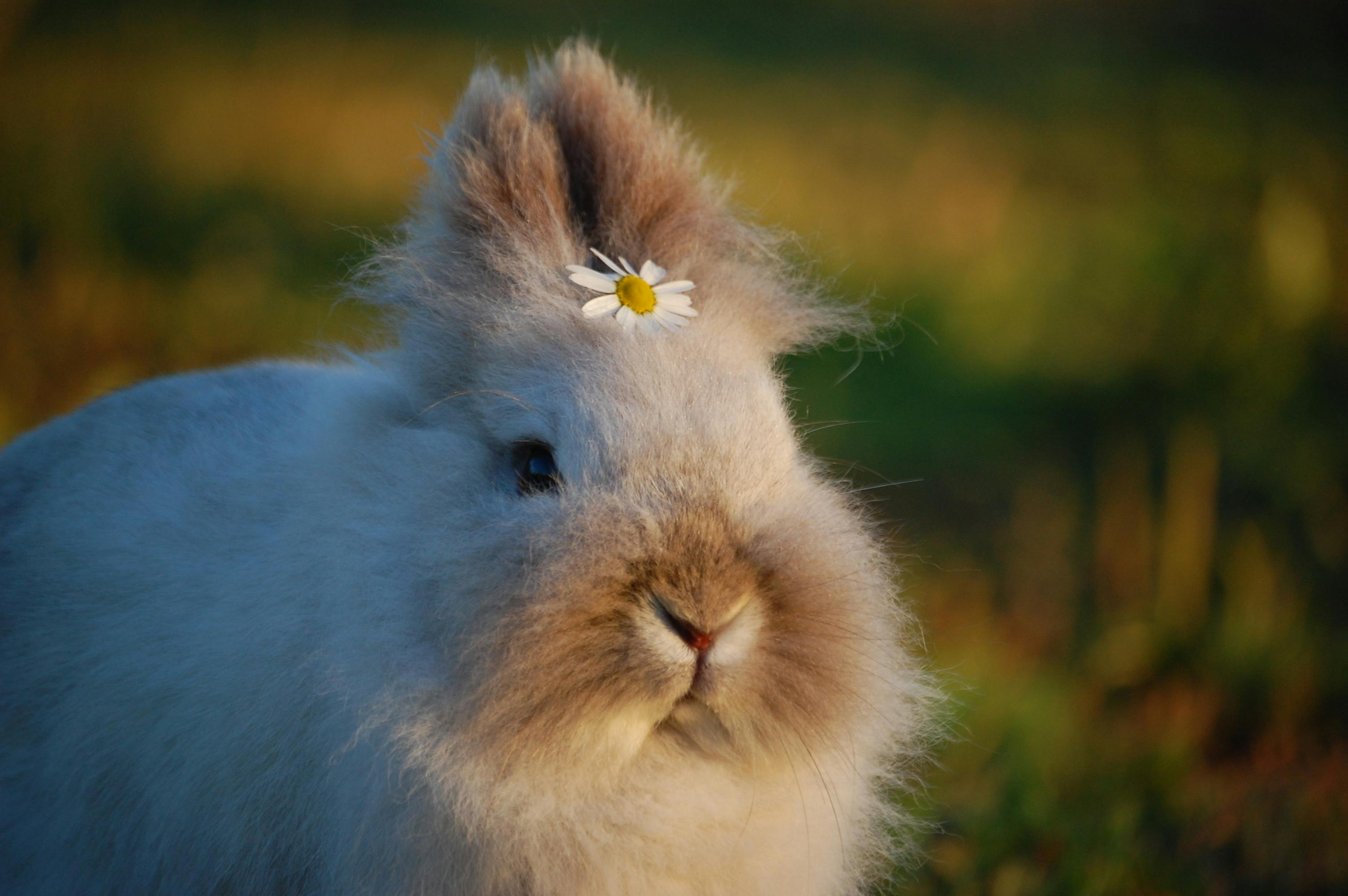 Elegant Rabbit Fur Coat