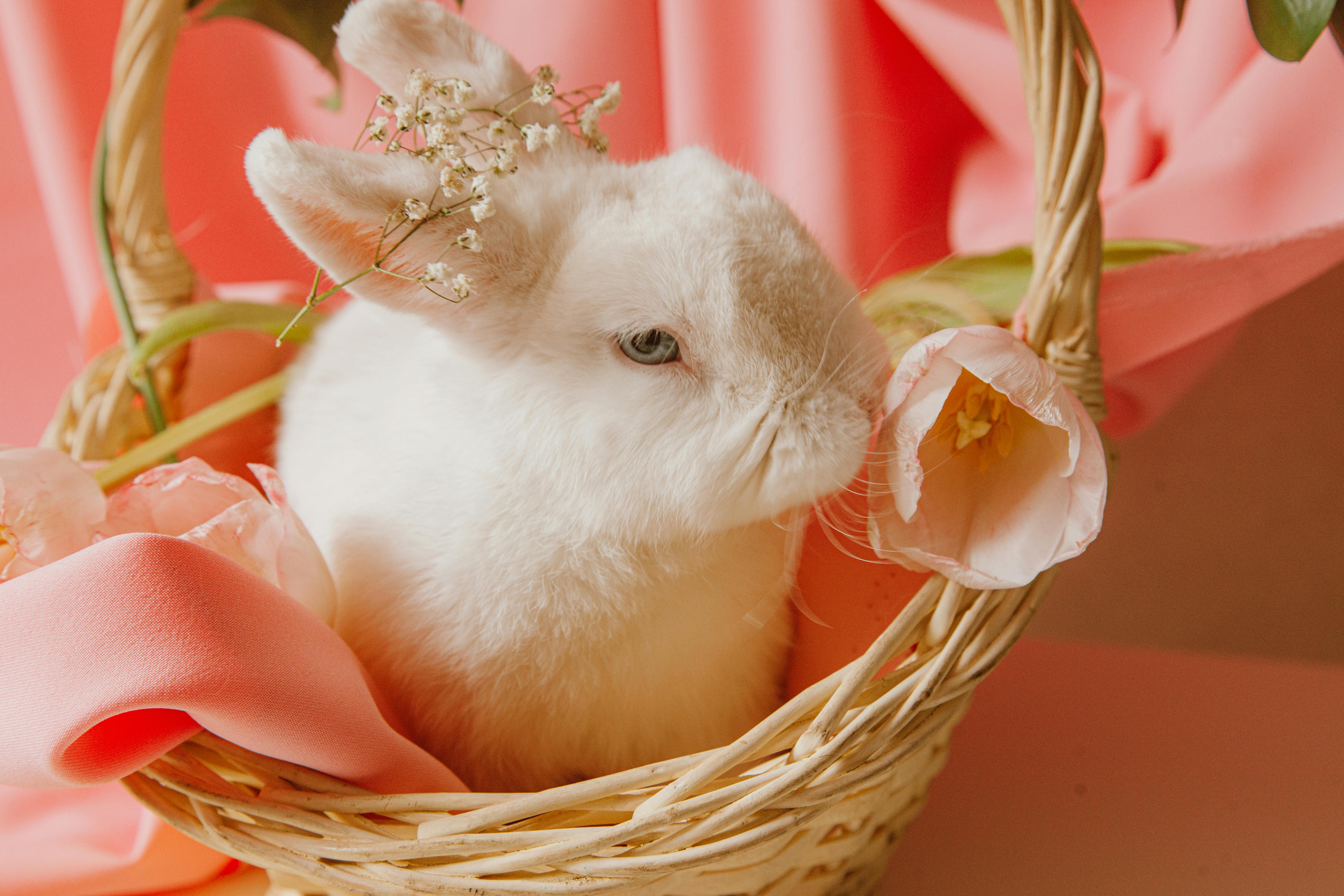 Swamp Rabbit in Habitat