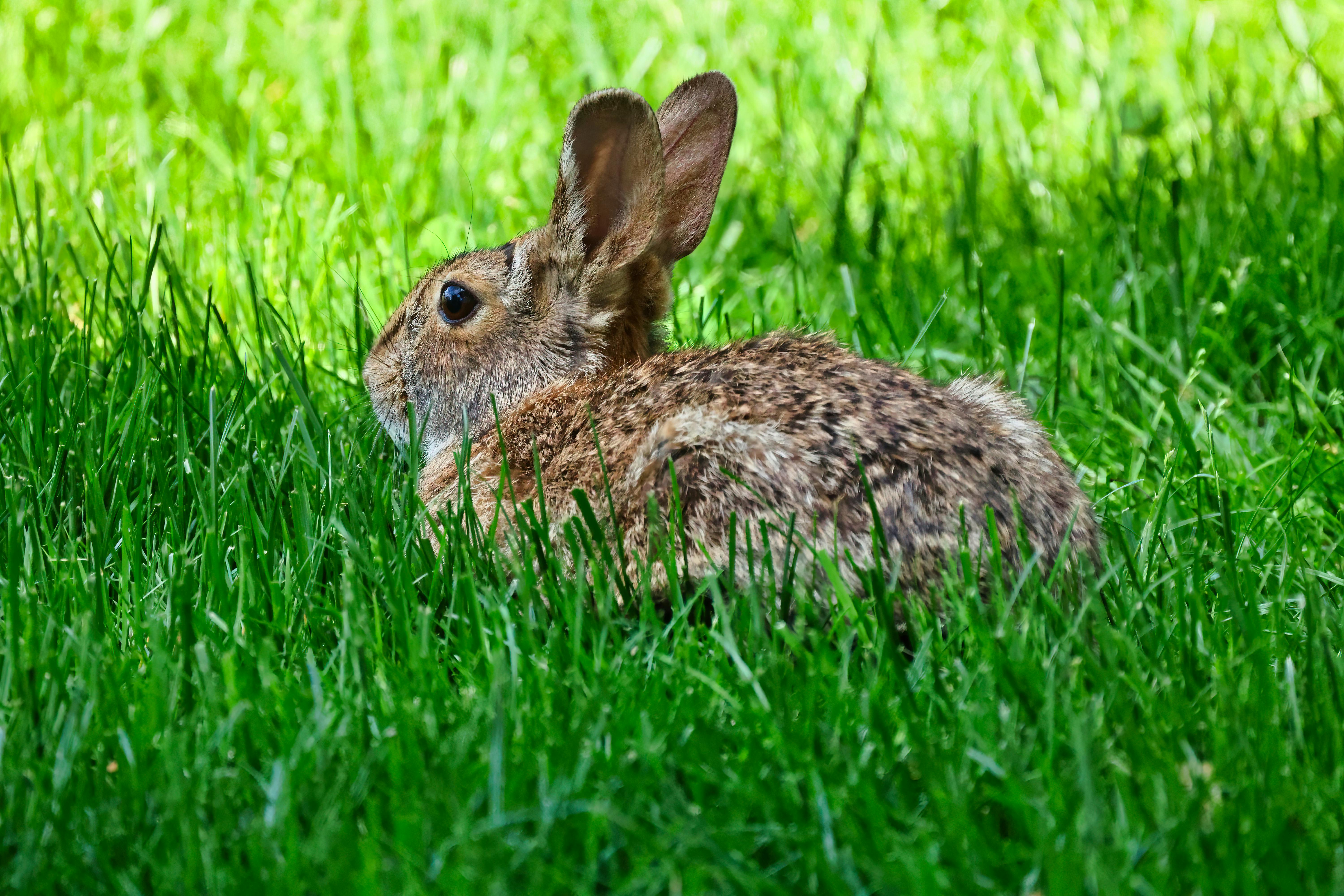 American Chinchilla Rabbit