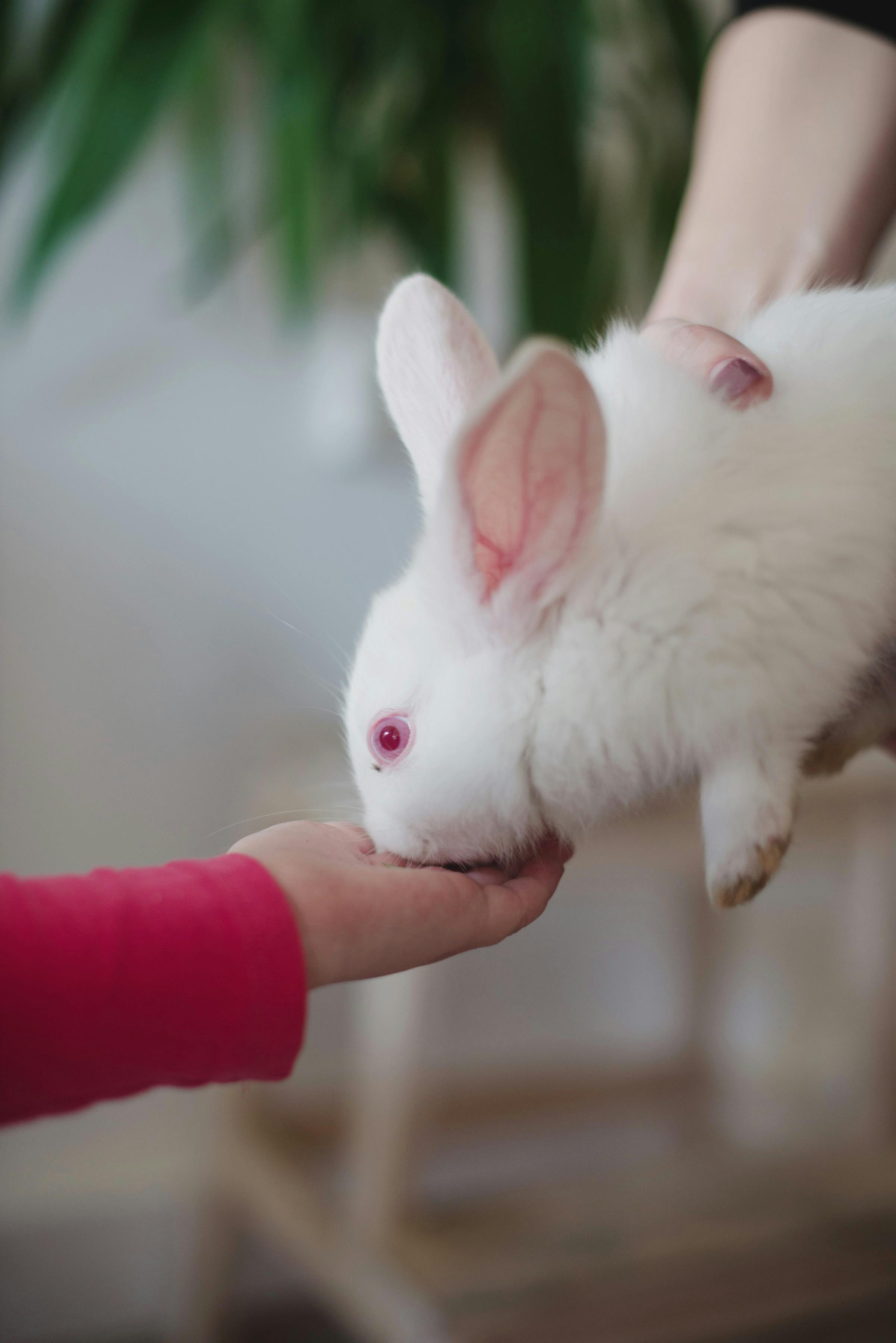 Stylish indoor rabbit cage setup