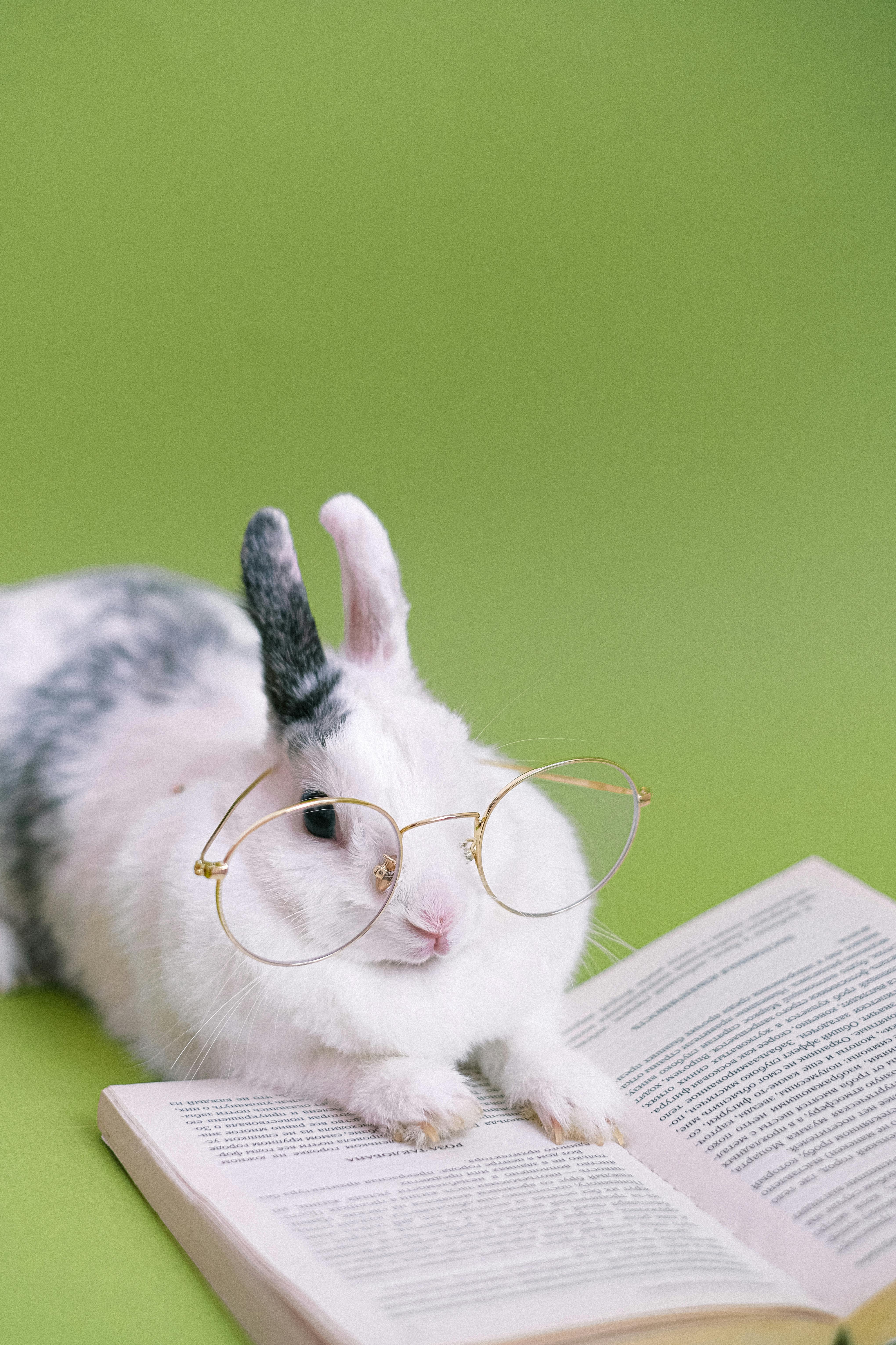 Healthy Netherland Dwarf rabbit