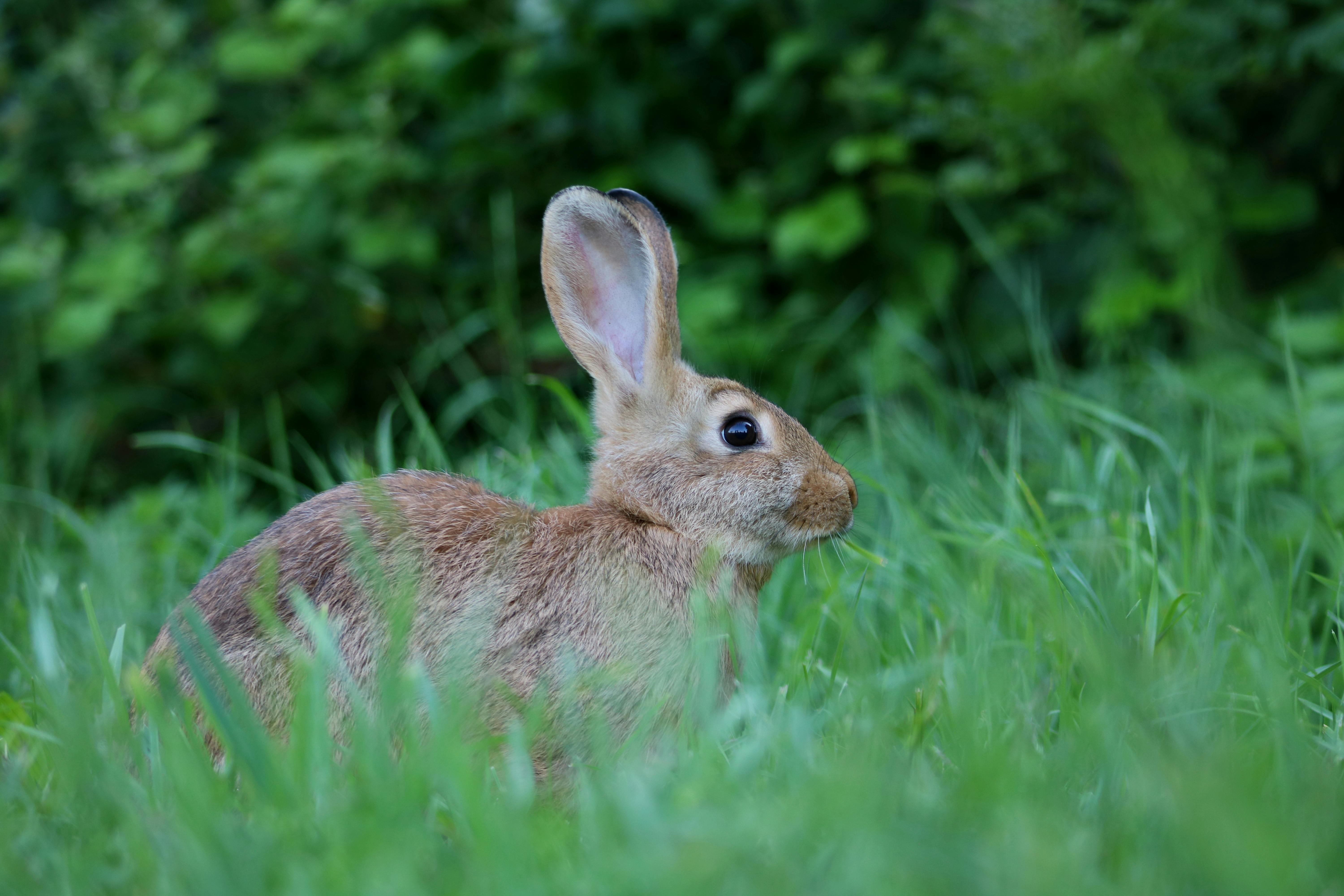 Wild Rabbits Habitats