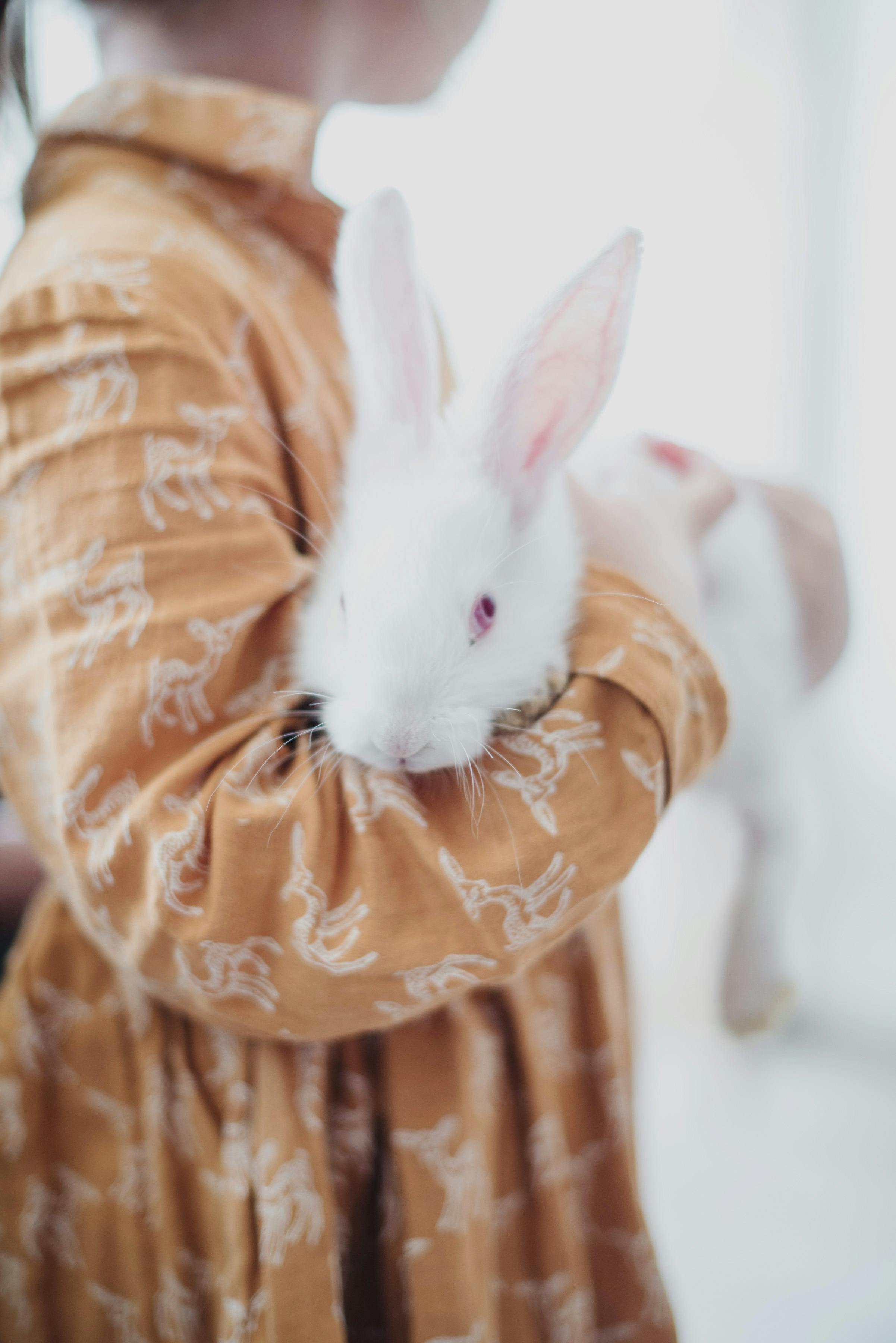 Grooming Dwarf Rabbit