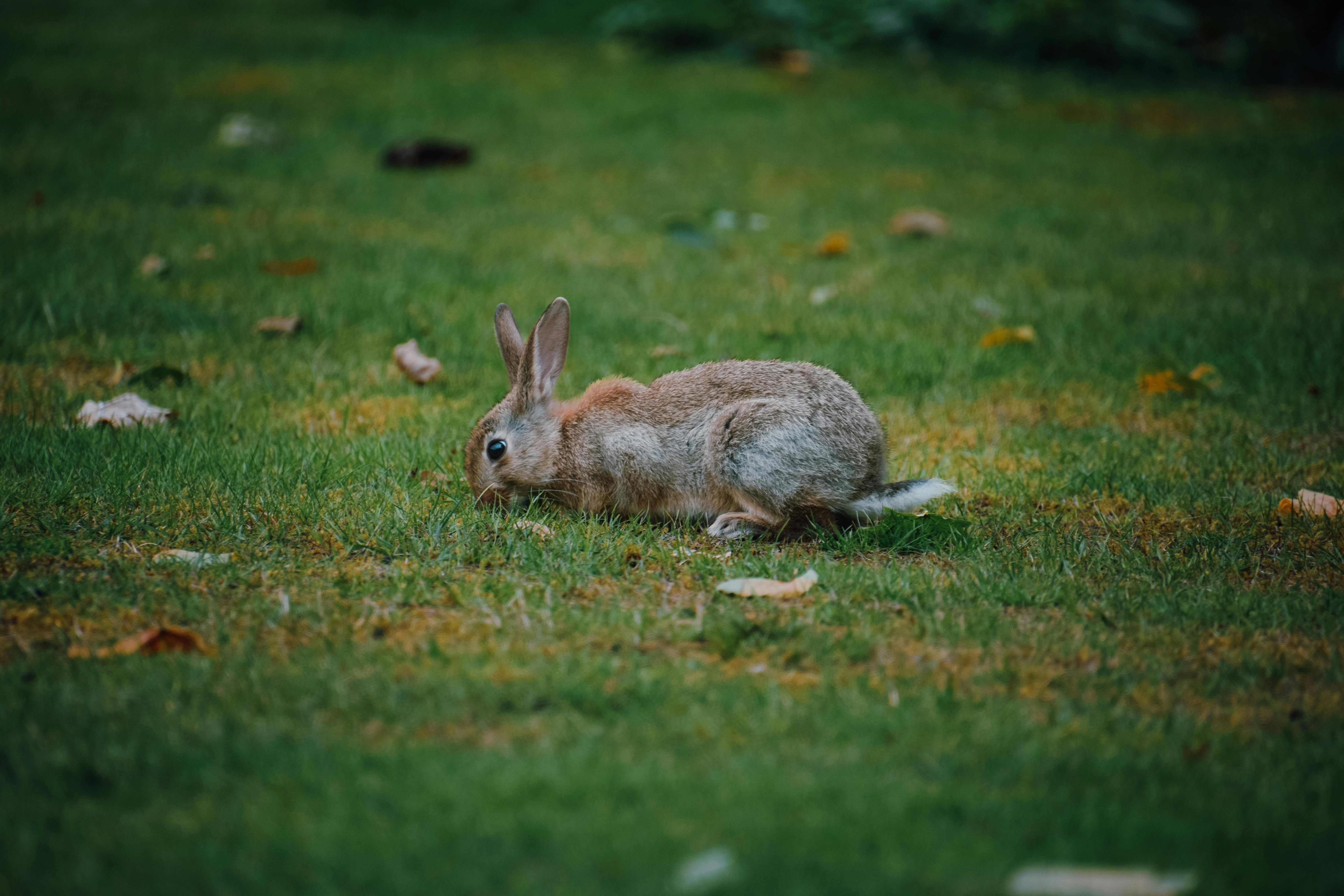 Rabbit Hide in Minecraft