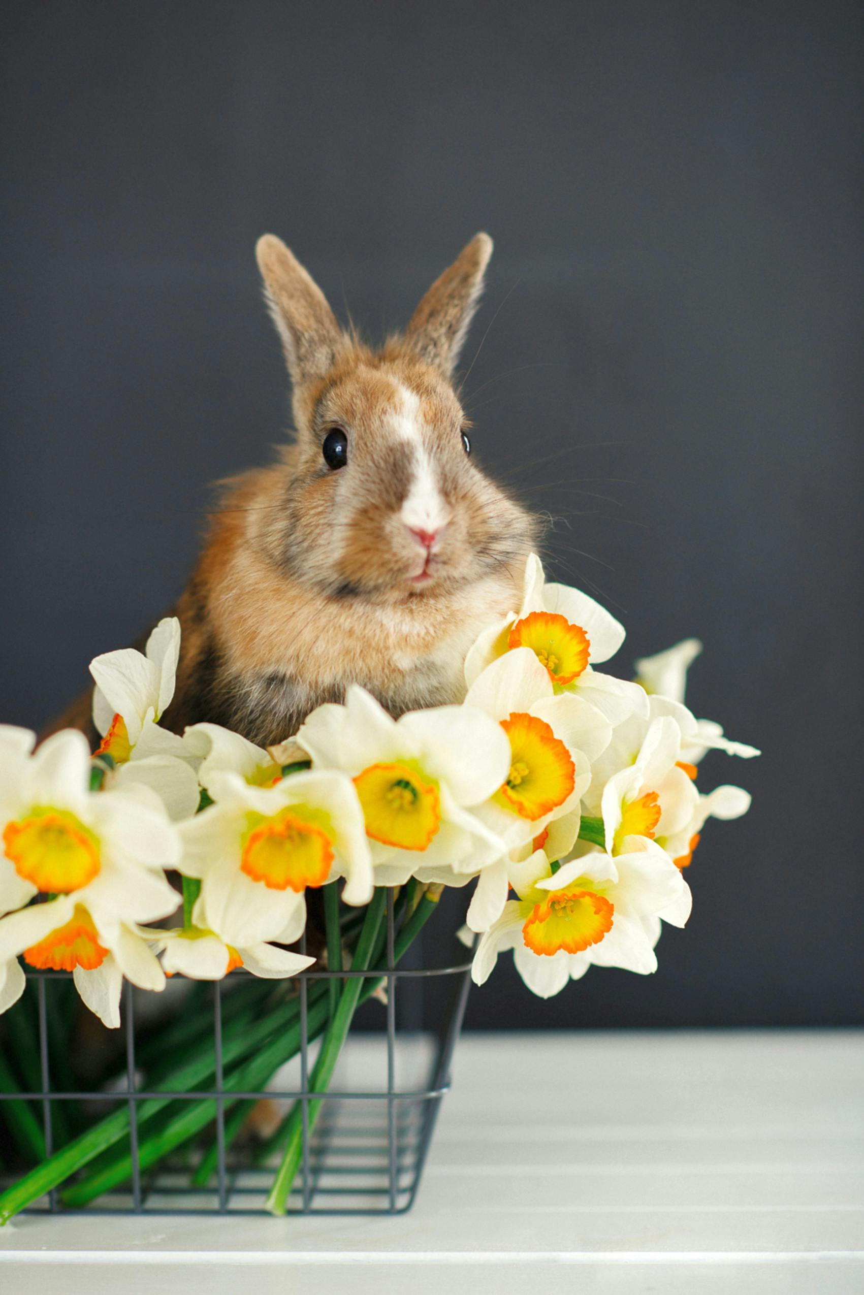 Giant Chinchilla Rabbit