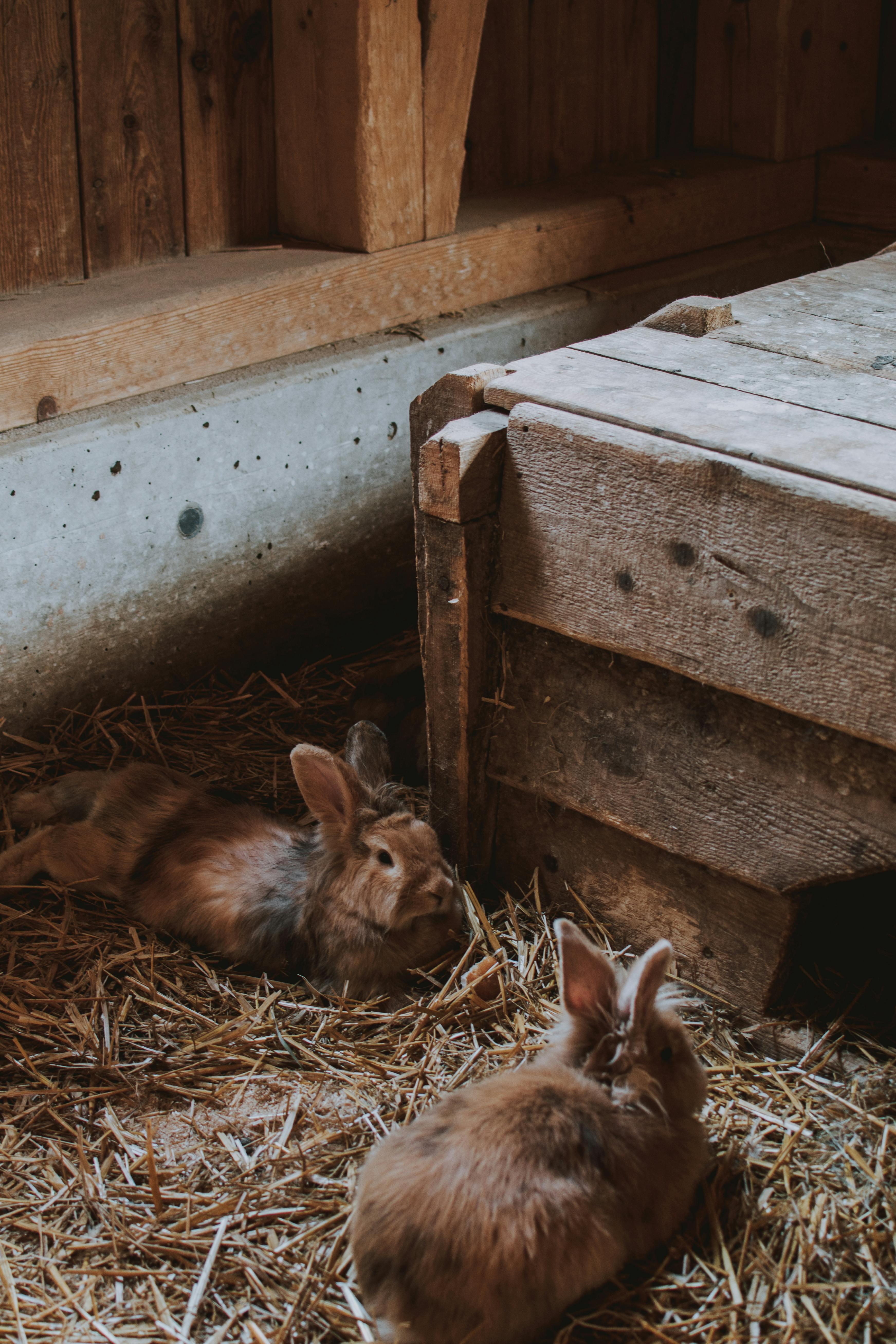 Identifying Rabbit Feces