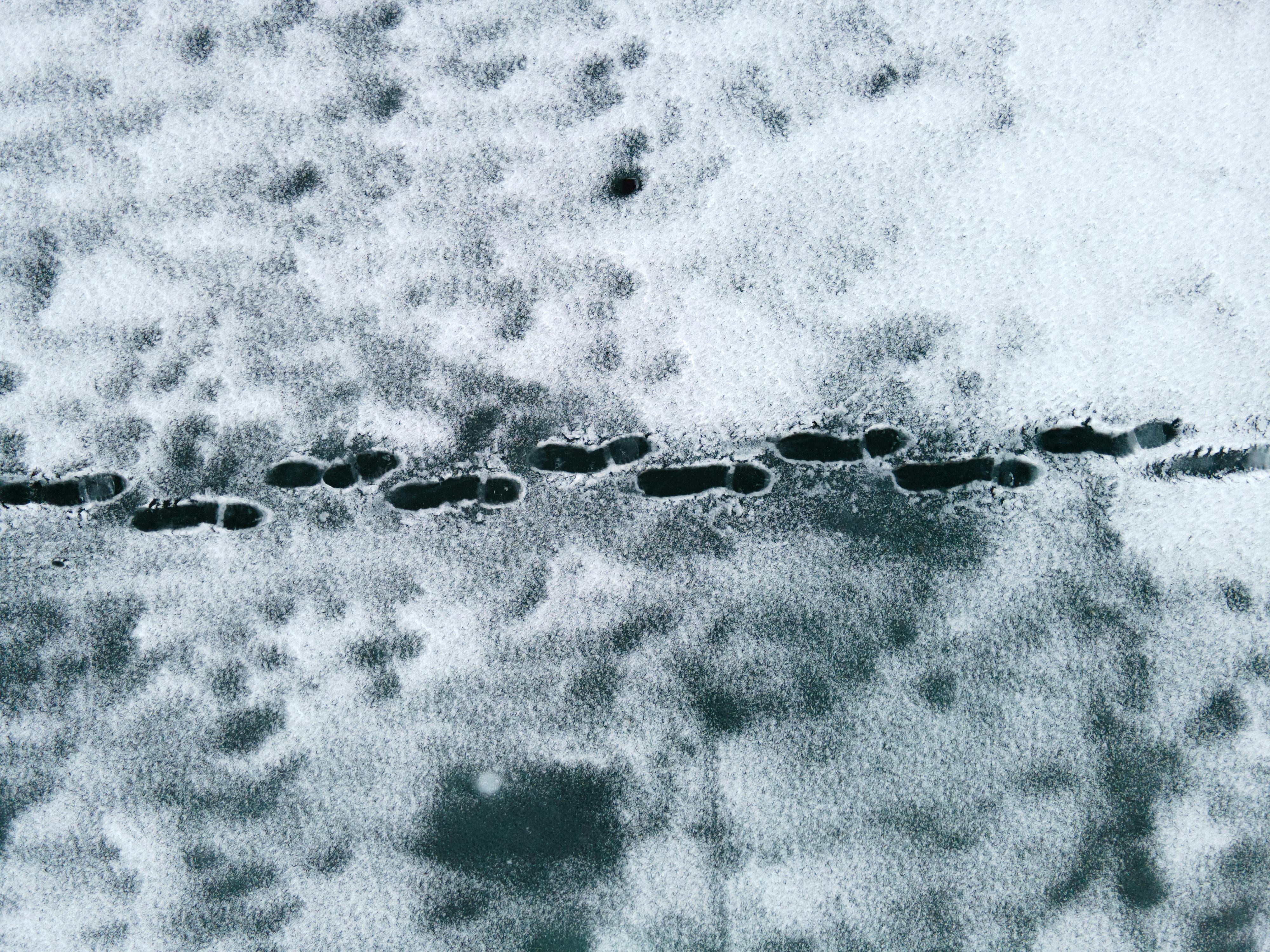 Identifying rabbit tracks in the snow