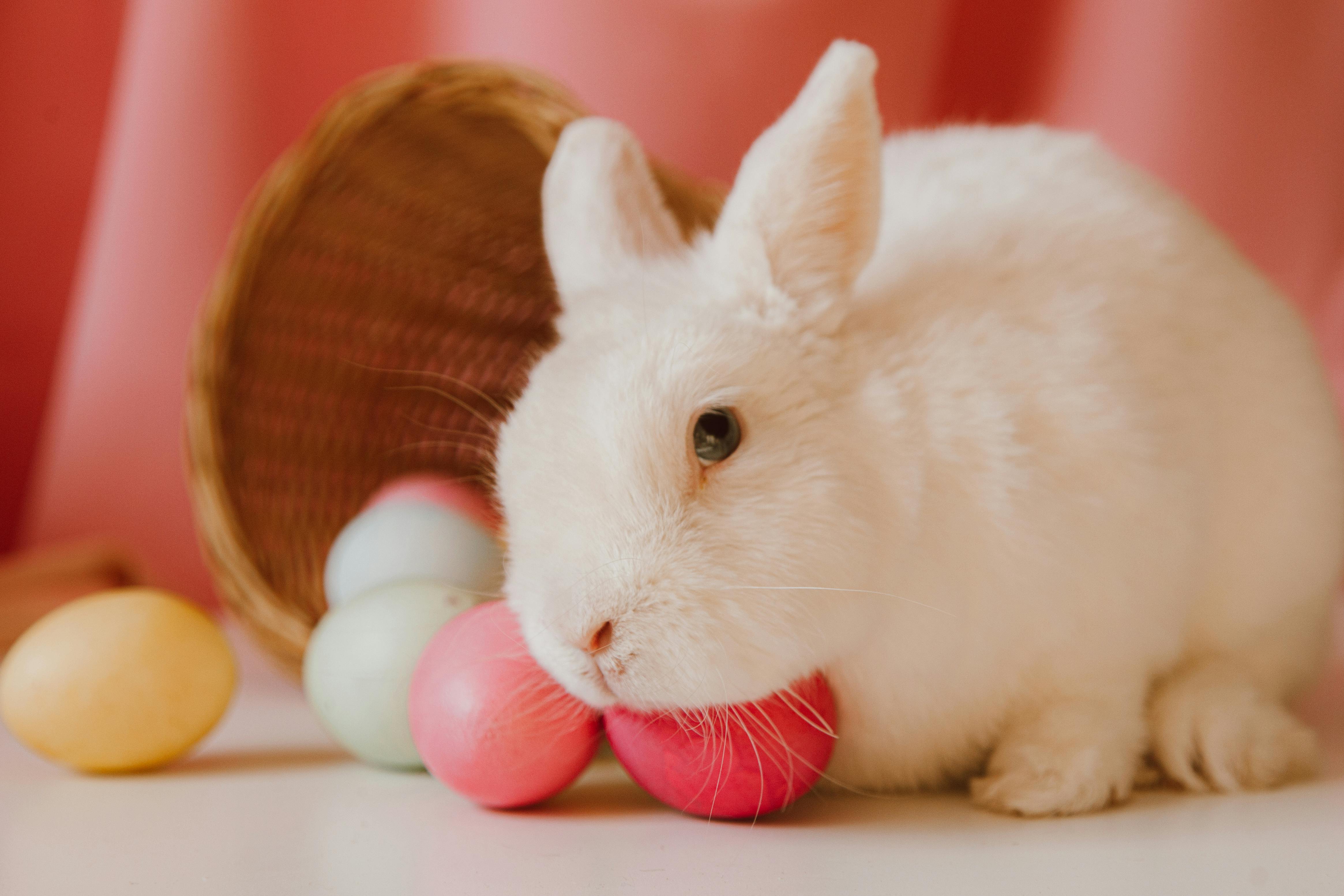 Indoor Rabbit Cage