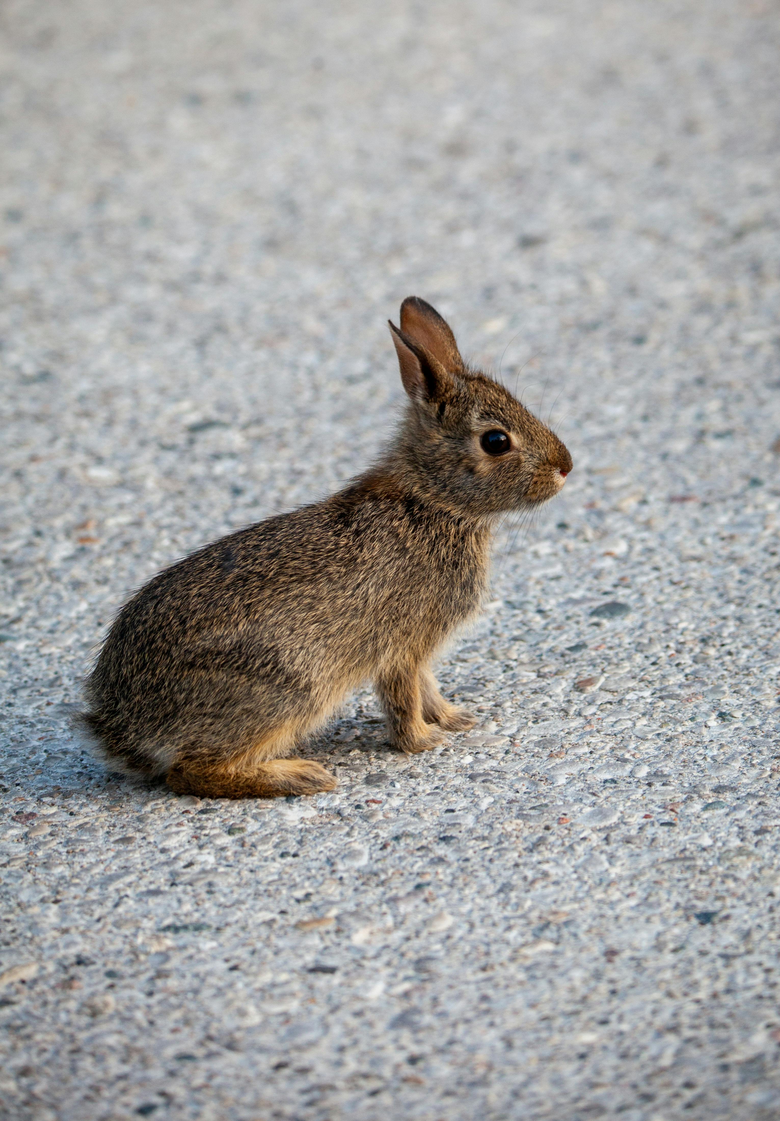 Peter Rabbit Organics