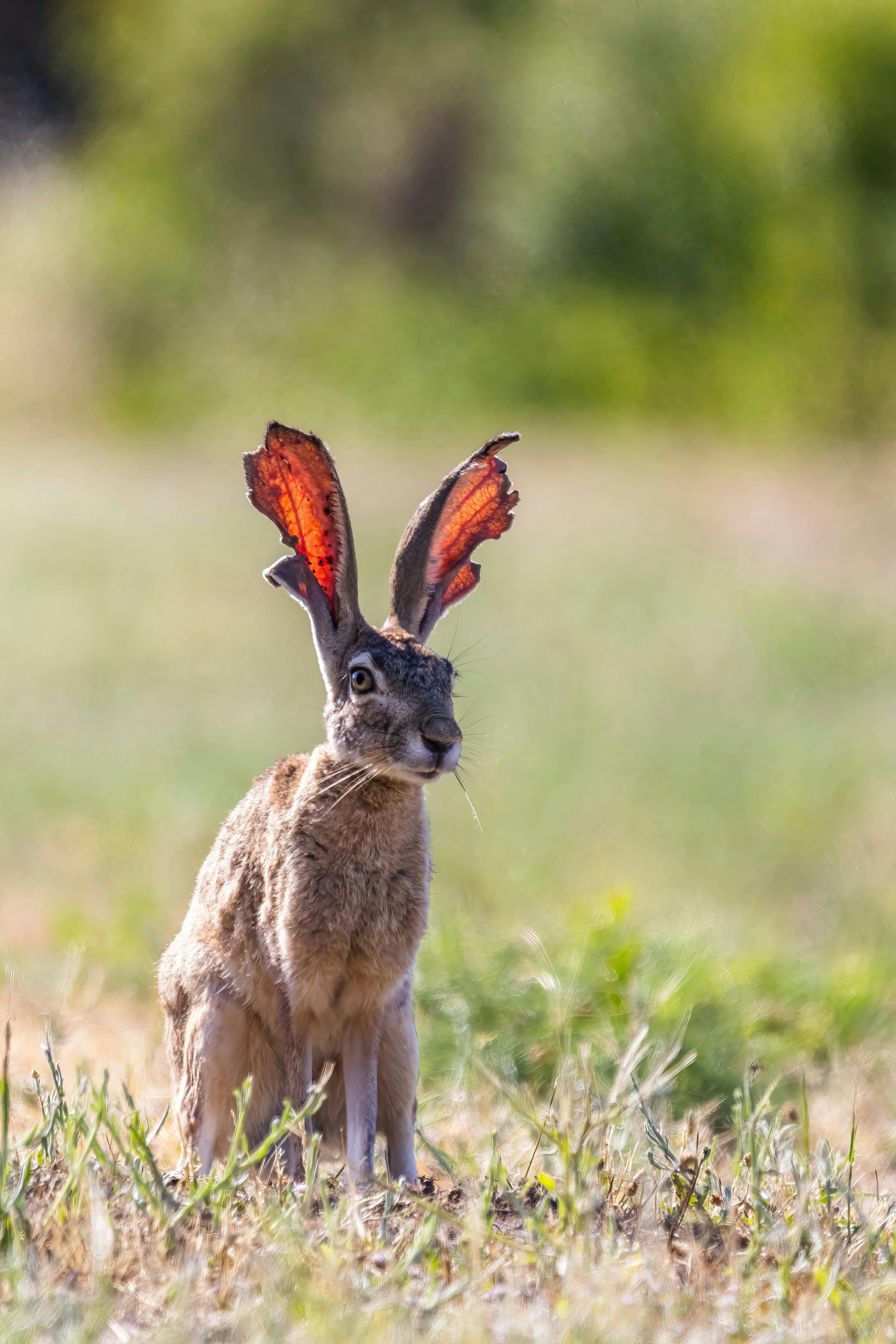 Jack Rabbit and Hare Comparison