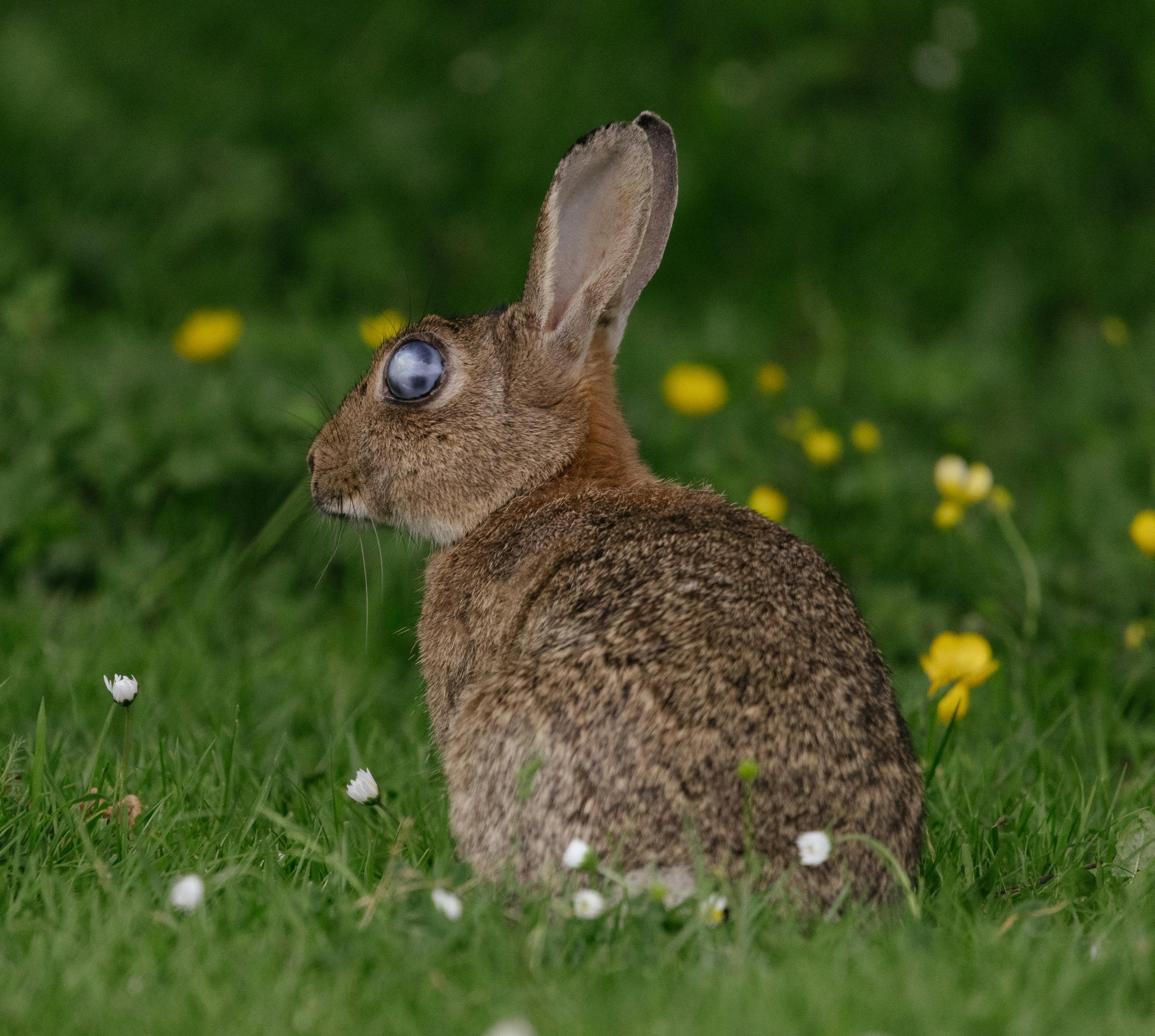 Cute small rabbit breeds